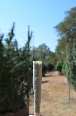 incredible-kush:  Doobie in the garden