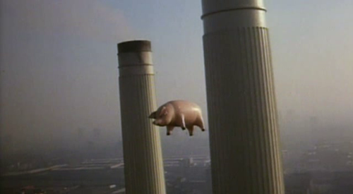 calimarikid:  Pink Floyd Animals photoshoot 1977 