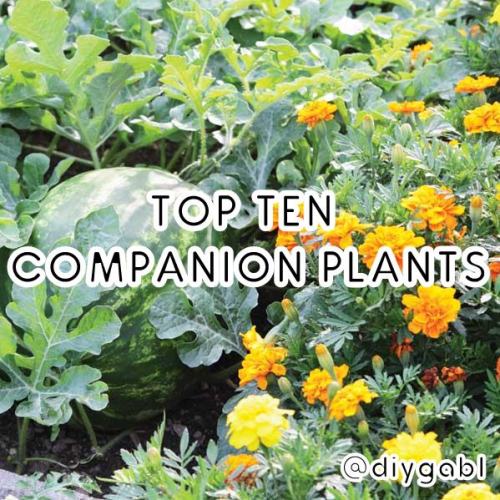 diygabl: Top 10 Companion Plants 10. Three Sisters (Corn Squash and Beans) Native American agricultu