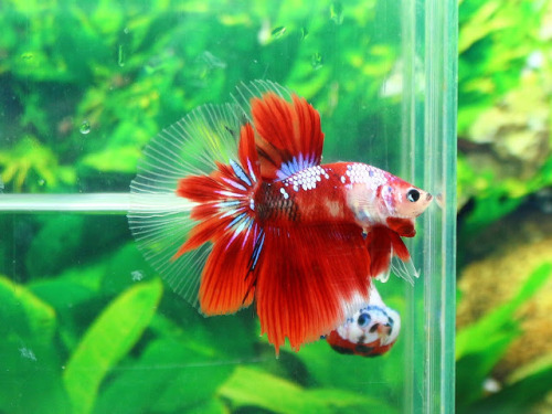 alottalotls: black–orchids: Red Koi Samurai I love the guy in the background “OH YO