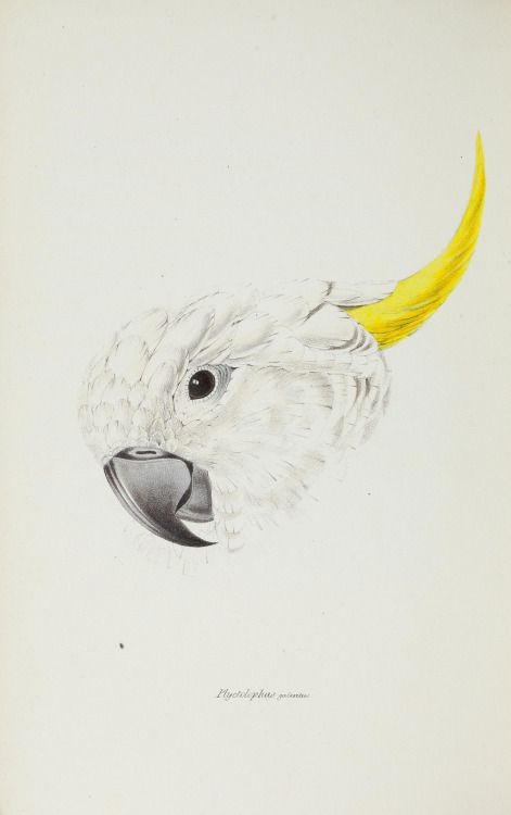 Major Mitchell&rsquo;s cockatoo (Plyctolophus leadbeateri) and the Greater Sulphur-crested cocka