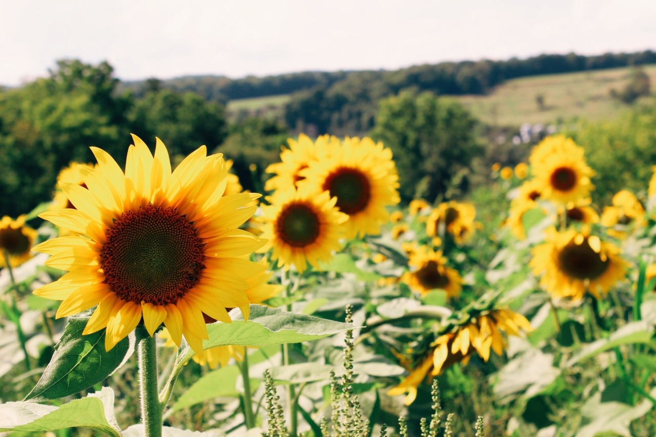 without-roots:The day I fell in love with sunflowers was the day I discovered