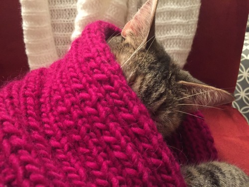 brutereason:Step 1: Knit a scarfStep 2: Put it on your catStep 3: ???Step 4: PROFIT