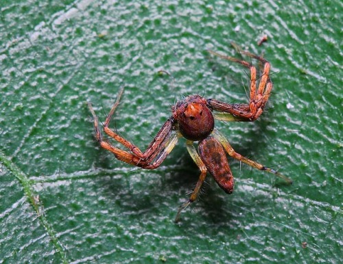 Oxyopidae #spider #arachnid #arachnology #naturephotography #nature #naturelovers #instaspider #macr