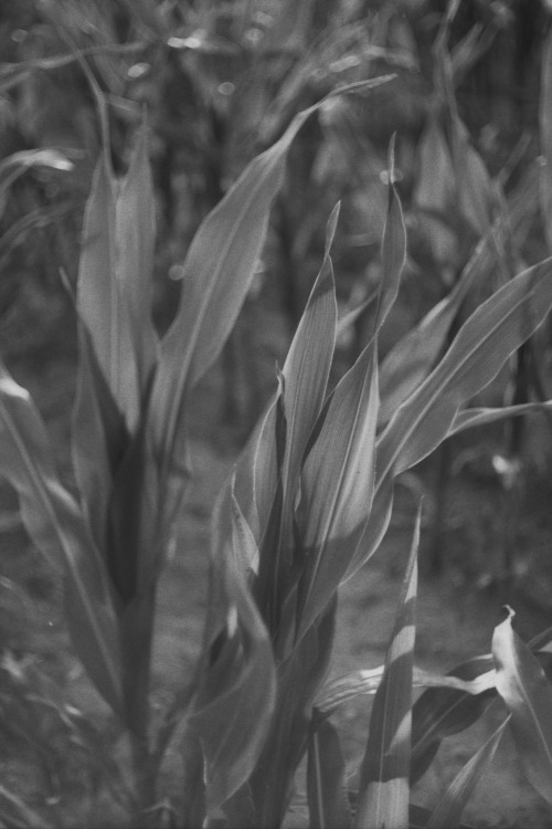 Krnov, Czech Republic | July 2021 | Olympus Pen FT on Fomapan 100