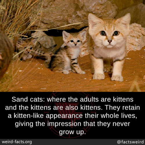 mindblowingfactz:Sand cats: where the adults are kittens and the kittens are also kittens. They retain a kitten-like appearance their whole lives, giving the impression that they never grow up.