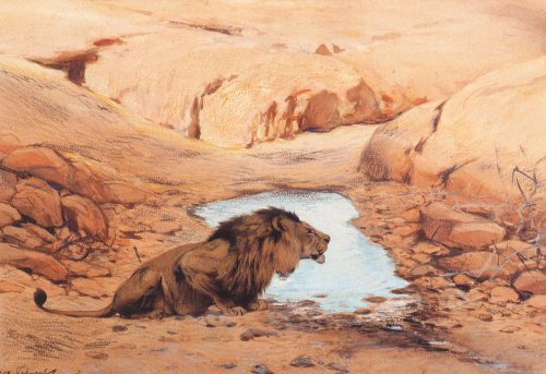 Wilhelm Kuhnert - Study of a tiger Wilhelm Kuhnert - Lion at Waterhole   Wilhelm Kuhnert - Elephants
