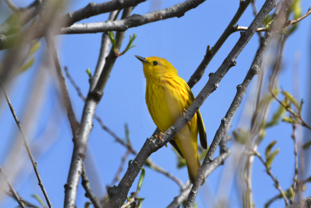 Yellow WarblerFor those blessed with a curious mind the world of nature can be an endless source of entertainment. #Yellow Warbler#nature