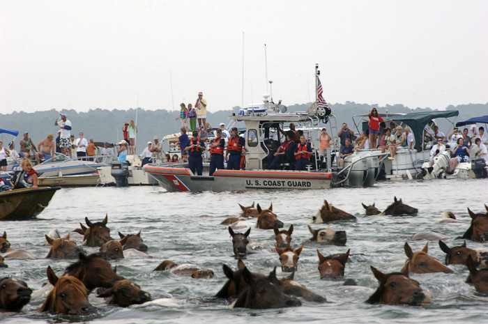 equine-awareness:  “Misty” Eyed Musings on Animal Welfare of the Chincoteague