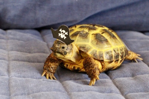 thewhimsyturtle:ARRRRRR!!!  It be International Talk Like a Pirate Day!  Watch ou’, 