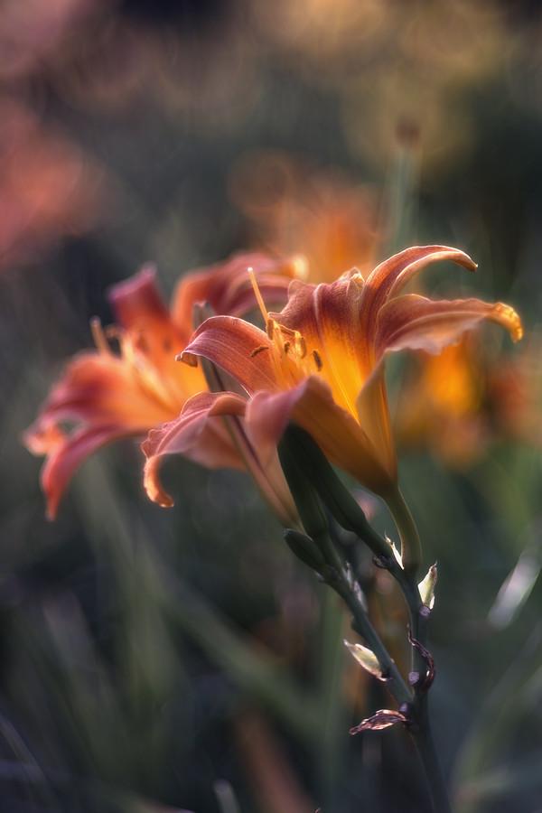 landture:  Daylily by azul_momento 