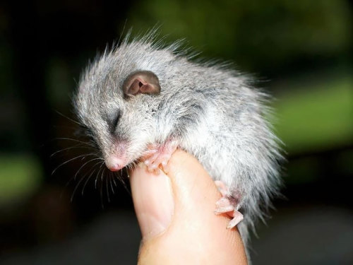 boredpanda:    Awesome Possums And Opossums   
