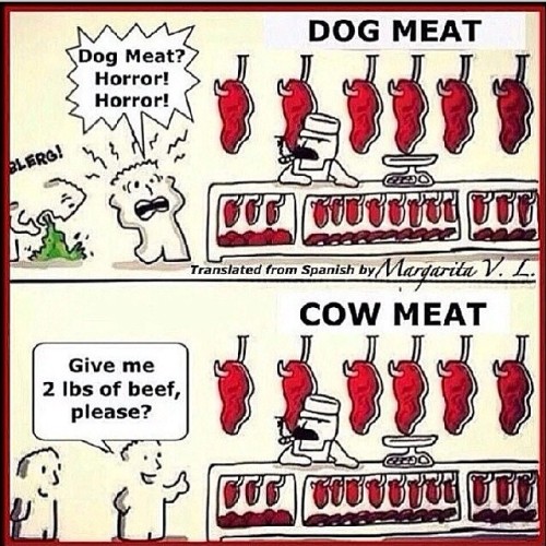 #lol #funny #joke #govegan #vegan #donteatmeat #saveanimals #food #nom #vegansrock