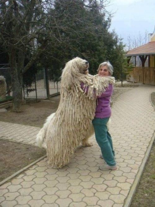 Hungarian-bred komondor herding and livestock guarding dog. #dogs#Hungary