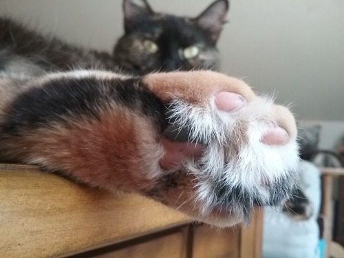 littlelarajean: Oh! Toe beans! How marvelous. The only one who can stick her foot in my face and eli