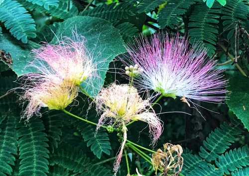 Mimosa Tree Blossoms, Burke, Fairfax, 2014.