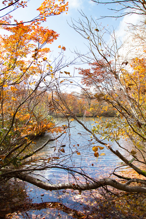 Autumn Tree Branches写真撮影で枝は苦手要素のひとつだけど、珍しくお気に入りの1枚になった。location：鎌池（長野県小谷村）