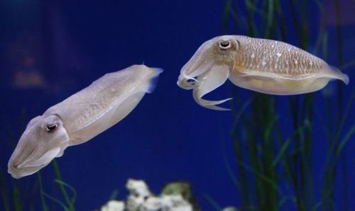 tsunamisamm:some of my favorite images of the cuttlefishSuch amazing creatures.