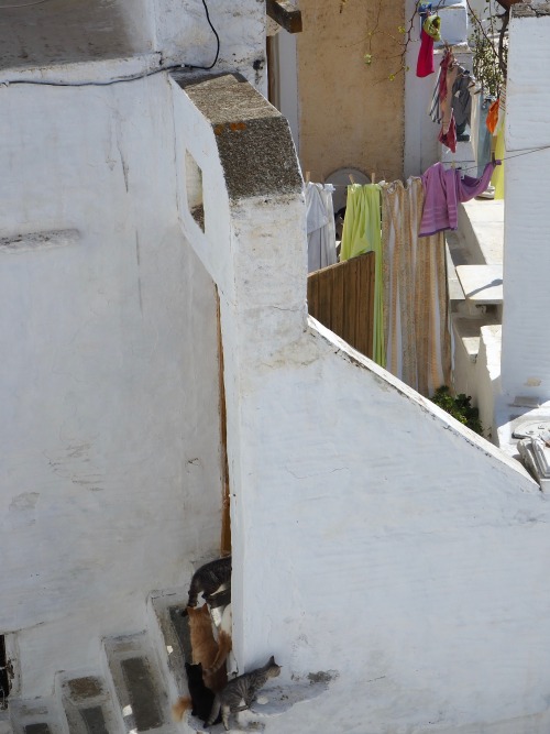 juliahoskins:Cats of Tinos.  Greece.