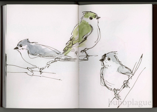 buboplague:A download of this 95pg sketchbook full of birds is available exclusively to patreons!