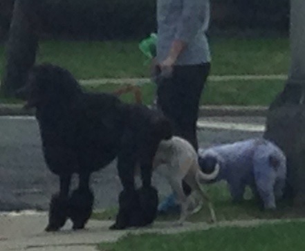 yamino:  sketcheddy:  cheppo:  sketcheddy:  we are the crystal gems we’ll always [barks]  IT’S ACTUALLY GARNET PEARL AND AMETHYST i thought you were JOKING,,ghjkl;lholy,,,shit,h  THE DOG ON THE RIGHT IS LITERALLY PURPLE  This looks eerily like a