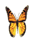 butterfly flap flap