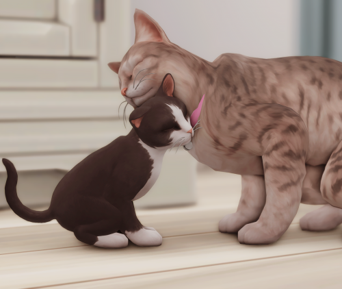Lola LOVES Poppy So Much! It's Always Grooming Her And Taking Care Of Her!