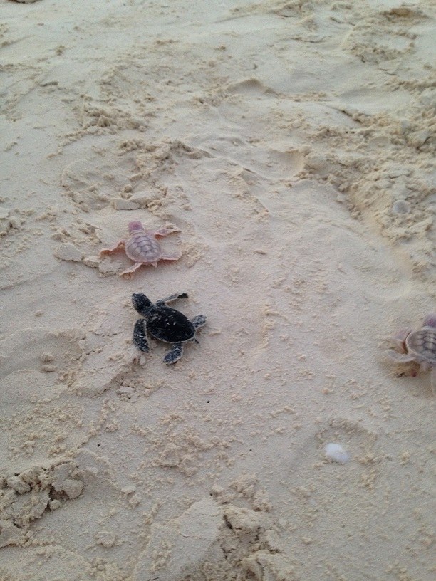 sixpenceee:    Rare Baby Albino Sea Turtles  These baby albino sea turtle were found