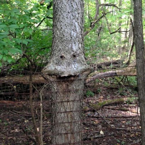 hayley566:  thefabulousweirdtrotters:  Compilation of weird trees   Those aren’t trees. They’re forest creatures disguising themselves as trees. 