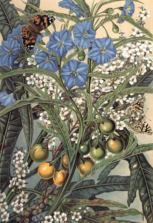  Louisa Anne Meredith (1812 - 1895, Anglo/Australian)Kangaroo Apple - from “Bush friends in Tasmania