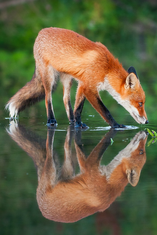 tulipnight:  Foxes by Mattias Bergman 
