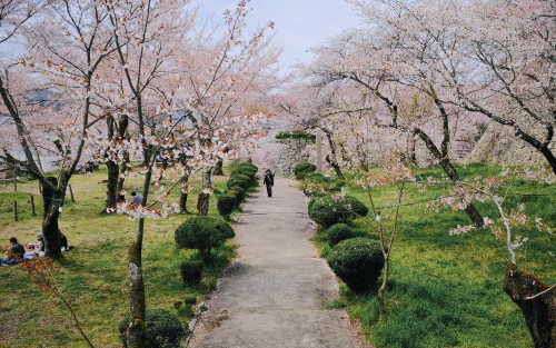 Tsuyama Sakura Matsuri