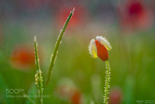 poppy by norlies