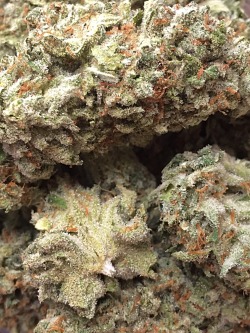 thebudtendersociety:  Super Lemon OG from