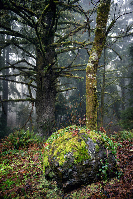 moss covered rock by jody9 on Flickr.