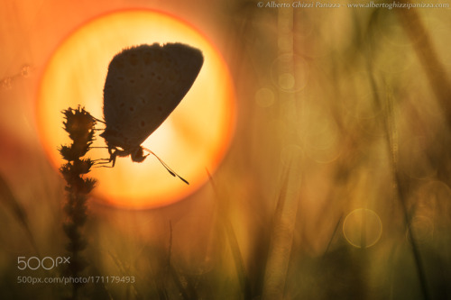 The magic of the dawn and an unmistakable profile by aghizzipanizza