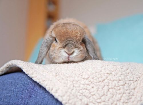 Would you like to sit next to me and pat me? そこのお嬢さん オレの隣に座って、オレを撫でてみたくはないかい？☺️ #rabbit #bunny #holl