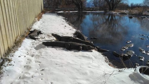 The farm got some snow last night. Gators laying in the sun in 7f sunshine. @coloradogatorfarm #colo