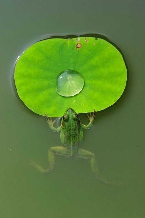 misterlemonzafterlife:  https://MisterLemonzAfterlife.tumblr.com/archive