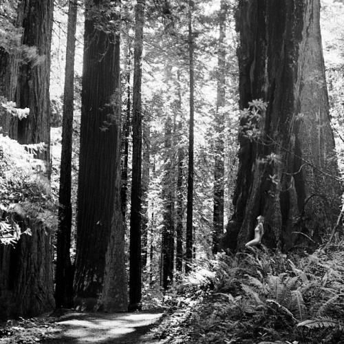 #shawnaankenbrandt #travel #explore #redwoods #film