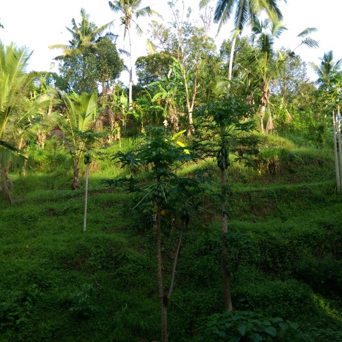 kiwipalmtrees:  Climb me.