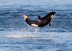 Ska-Ana:  Funnywildlife:    A Baby Orca Whale Leaps Out Of The Sea    Baby J50 Always