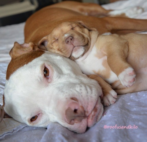 alwayspapadouche: Penny with her foster dad, Kilo, and favorite foster brother, Moo. Follow Roofusan