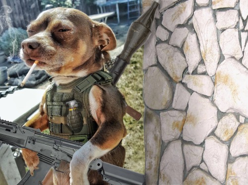 john-paul-jonesing-for-liberty:bertmacklin-atf:Within 10 hours this dog has become a tactical meme.A