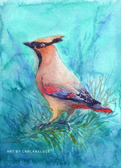 Waxwings! Japanese, Bohemian, Cedar. VK | Twitter | Instagram