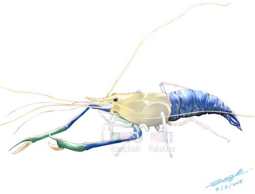 My Dad: Zea, can you draw a lobster for me? Me: Challenge accepted! This is the lobster. I kinda rui