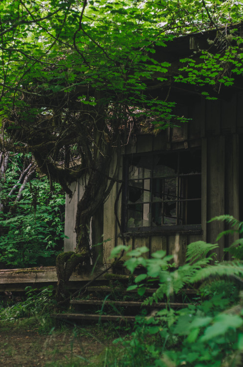 floralkaleidascope: millivedderphotography: Abandoned House Flickr|Facebook|Tumblr|Society6 ➶ 