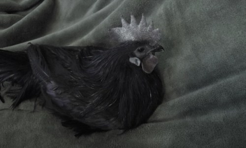 Sex mountainstwin:  Ayam Cemani I can’t believe pictures