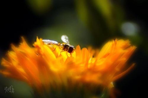 Flower and Bee #bestflowerspics #flower #all_beauty_flowers #loveblues #macro #macro_perfection #mac