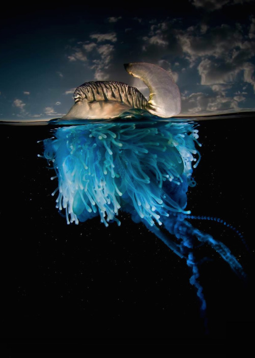 carbonking:  nubbsgalore:  photos by matt smith from the Illawarra coast in new south wales of bluebottles, violet snails and blue dragons.  despite its resemblance to the jellyfish, the bluebottle is more closely related to coral. known as a zooid,